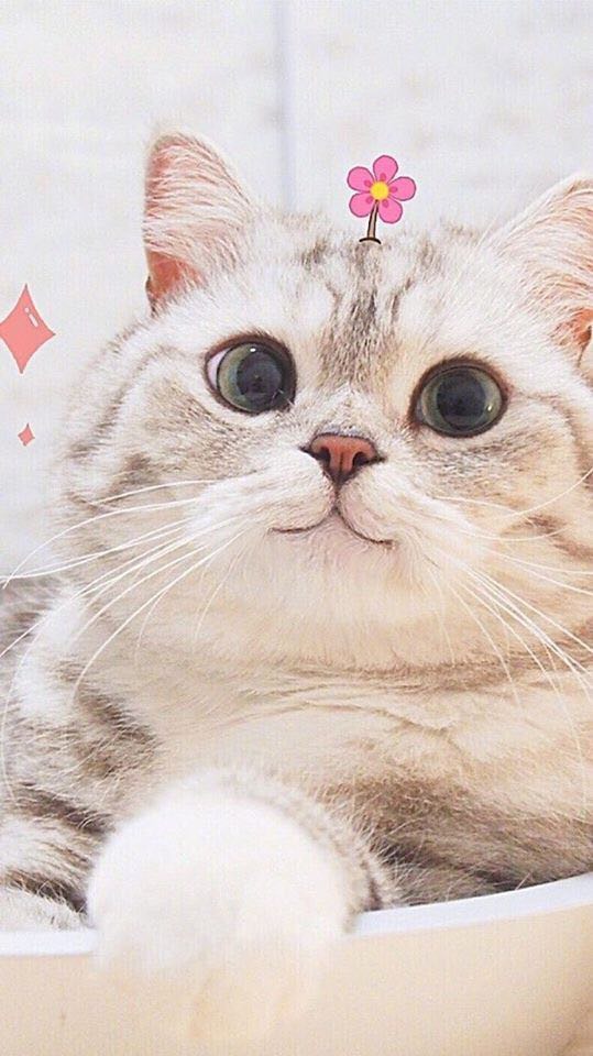 Ảnh mèo dễ thương phim hoạt hình hình mèo dễ thương anime xinh đẹp nhất  METAvn
